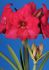 hippeastrum amaryllis unique large flowering pleasure 3436 cm 6 popen top box