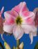 hippeastrum amaryllis unique large flowering rosy star 3436 cm 6 popen top box