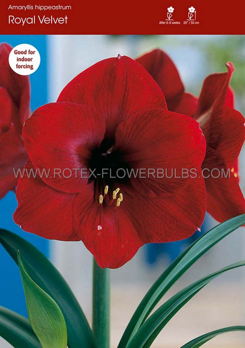 hippeastrum amaryllis unique large flowering royal velvet 3436 cm 6 popen top box