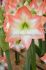 hippeastrum amaryllis unique large flowering shine dream 3436 cm 6 popen top box