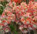 hippeastrum amaryllis unique large flowering spartacus 3436 cm 30 pcarton