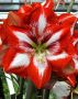 Hippeastrum (Amaryllis Unique) Large Flowering ‘Stargazer‘ 34/36 cm. (30 p.Carton)