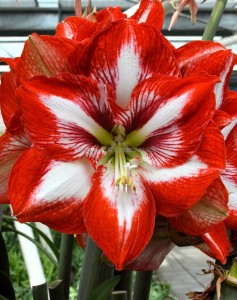 Hippeastrum (Amaryllis Unique) Large Flowering ‘Stargazer‘ 34/36 cm. (12 p.Wooden Crate)