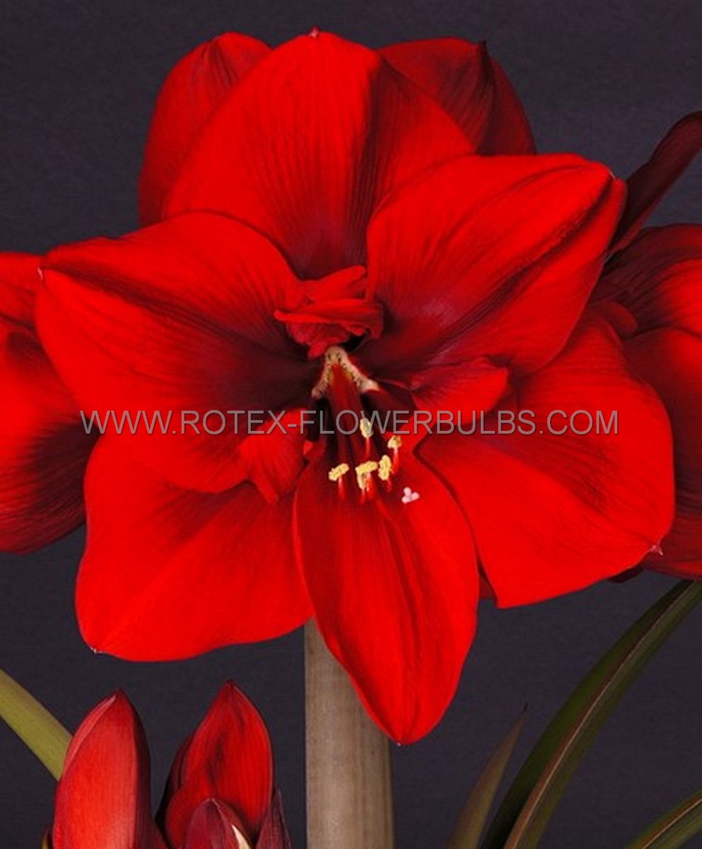 hippeastrum amaryllis unique large flowering super red 3436 cm 6 popen top box