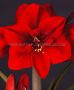 Hippeastrum (Amaryllis Unique) Large Flowering ‘Super Red‘ 34/36 cm. (6 p.Open Top Box)
