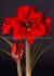 Hippeastrum Amaryllis Unique Large Flowering Super Red 3436 cm. 6 p.Open Top Box