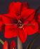 Hippeastrum Amaryllis Unique Large Flowering Super Red 3436 cm. 30 p.Carton