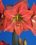 HIPPEASTRUM (AMARYLLIS UNIQUE) LARGE FLOWERING ‘TERRA COTTA STAR‘ 34/36 CM. (6 P.OPEN TOP BOX)