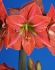 Hippeastrum Amaryllis Unique Large Flowering Terra Cotta Star 3436 cm. 6 p.Open Top Box