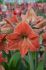 hippeastrum amaryllis unique large flowering terra cotta star 3436 cm 6 popen top box