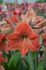Hippeastrum Amaryllis Unique Large Flowering Terra Cotta Star 3436 cm. 30 p.Carton