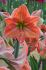 Hippeastrum Amaryllis Unique Large Flowering Terra Cotta Star 3436 cm. 30 p.Carton