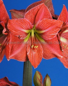 Hippeastrum (Amaryllis Unique) Large Flowering ‘Terra Cotta Star‘ 34/36 cm. (12 p.Wooden Crate) Hippeastrum (Amaryllis Unique) Large Flowering ‘Terra Cotta Star‘ 34/36 cm. (12 p.Wooden Crate)