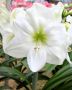 Hippeastrum (Amaryllis Unique) Large Flowering ‘White Cream‘ 34/36 cm. (30 p.Carton)