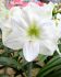 Hippeastrum Amaryllis Unique Large Flowering White Cream 3436 cm. 12 p.Wooden Crate