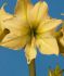 hippeastrum amaryllis unique large flowering yellow star 3436 cm 6 popen top box
