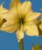 Hippeastrum Amaryllis Unique Large Flowering Yellow Star 3436 cm. 30 p.Carton