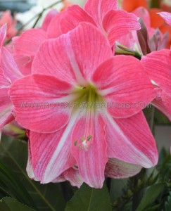 Hippeastrum (Amaryllis Unique) Midi ‘Neon‘ 34/36 cm. (12 p.Wooden Crate) Hippeastrum (Amaryllis Unique) Midi ‘Neon‘ 34/36 cm. (12 p.Wooden Crate)