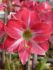 Hippeastrum Amaryllis Unique Midi Neon 3436 cm. 30 p.Carton