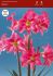 Hippeastrum Amaryllis Unique Midi Neon 3436 cm. 30 p.Carton