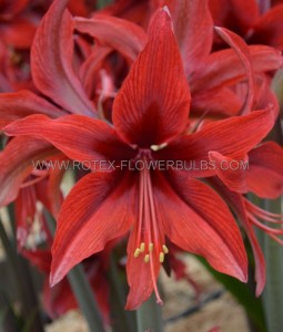 Hippeastrum (Amaryllis Unique) Midi ‘Red Amazone‘ 34/36 cm. (12 p.Wooden Crate) Hippeastrum (Amaryllis Unique) Midi ‘Red Amazone‘ 34/36 cm. (12 p.Wooden Crate)