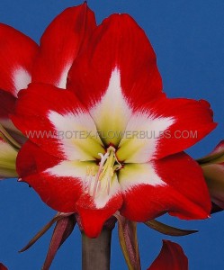 Hippeastrum (Amaryllis Unique) Midi ‘Tres Chic‘ 34/36 cm. (6 p.Open Top Box)