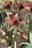 hippeastrum amaryllis unique midi wild amazone 3436 cm 12 pwooden crate