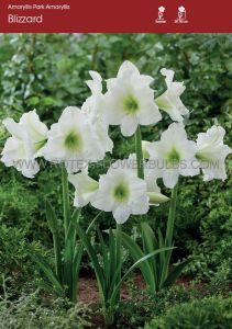 Hippeastrum (Park Amaryllis) ‘Bizzard‘ 24/26 cm. (8 p.Open Top Box)