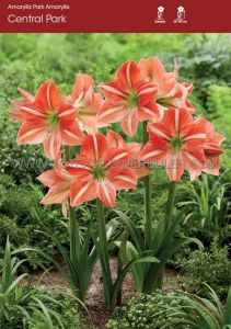 Hippeastrum (Park Amaryllis) ‘Central Park‘ 24/26 cm. (8 p.Open Top Box)