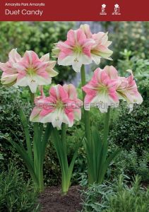 Hippeastrum (Park Amaryllis) ‘Duet Candy‘ 24/26 cm. (8 p.Open Top Box)