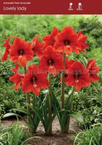 Hippeastrum (Park Amaryllis) ‘Lovely Lady‘ 24/26 cm. (8 p.Open Top Box)