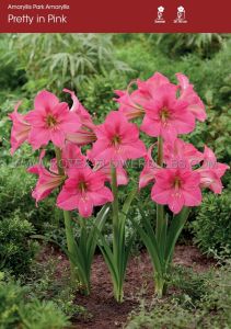 Hippeastrum (Park Amaryllis) ‘Pretty in Pink‘ 24/26 cm. (8 p.Open Top Box)