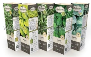 Hosta Assortment 1-2 Eye - HO25 (25 Cardboard Sleeves x 1)