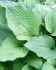 hosta fortunei hyacinthina i 25 popen top box