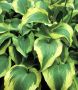 Hosta Fortunei ‘Atlantis‘ I (25 p.Bag)