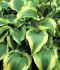Hosta Fortunei Atlantis I 250 p.Carton