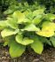 Hosta Fortunei August Moon I 250 p.Carton