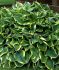 Hosta Fortunei Aureomarginata I 250 p.Carton