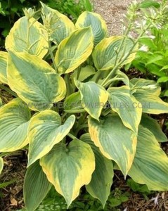 Hosta Hybrid ‘Alvatine Taylor‘ I (25 p.Bag)