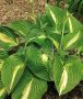 Hosta Hybrid ‘Ann Kulpa‘ I (25 p.Bag)