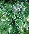 Hosta Hybrid Antioch I 25 p.Bag