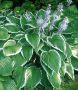 Hosta Hybrid ‘Antioch‘ I (25 p.Bag)
