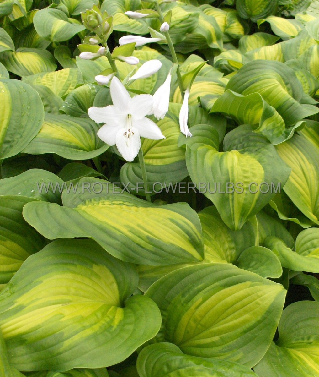 Hosta Hybrid ‘Avocado‘ I (25 p.Bag)
