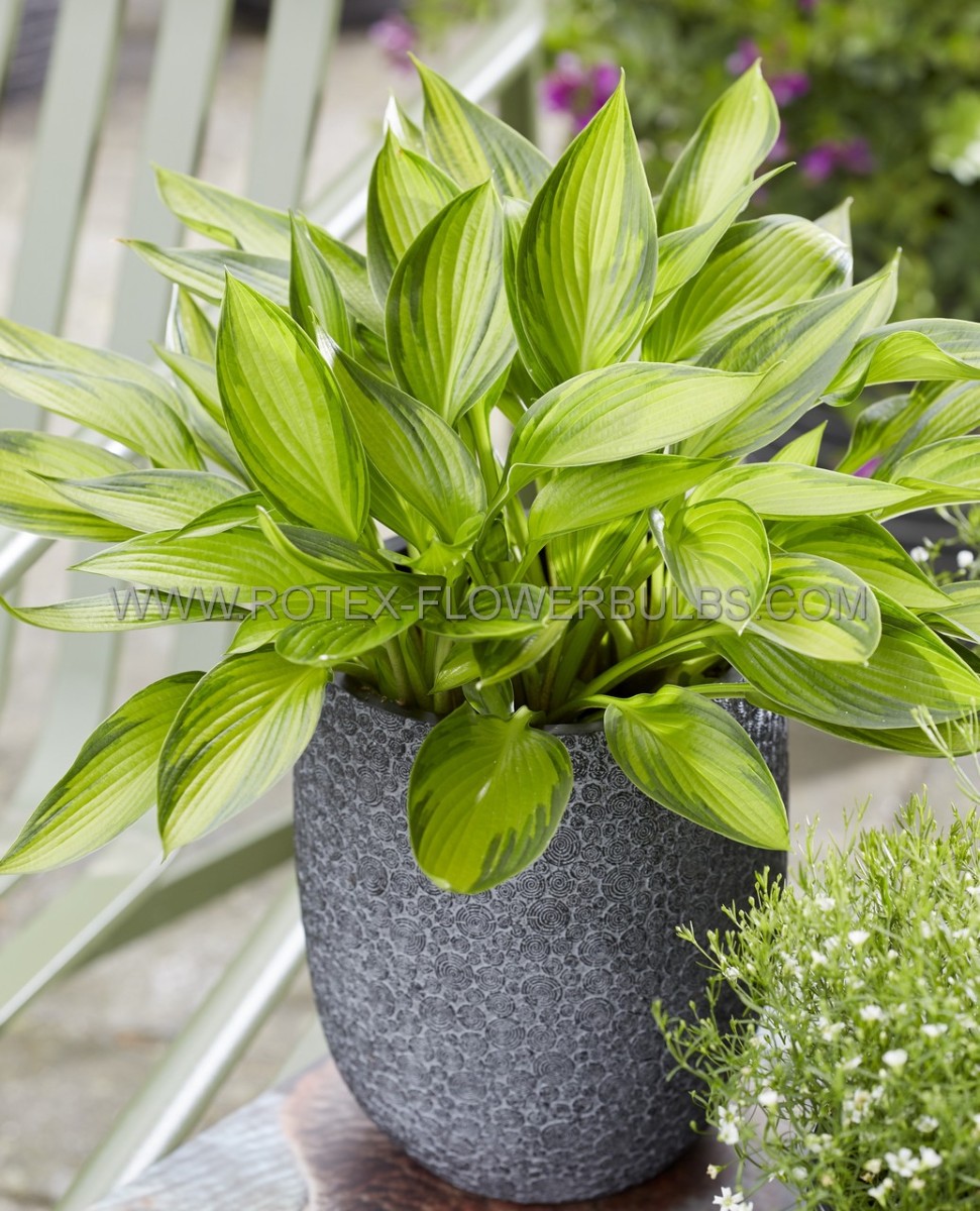 Hosta Hybrid ‘Ayesha‘ I (25 p.Bag)