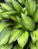 Hosta Hybrid Ayesha I 25 p.Bag