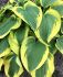 Hosta Hybrid Broad Band I 250 p.Carton