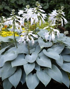 Hosta Hybrid ‘Bullet Proof‘ I (25 p.Bag)