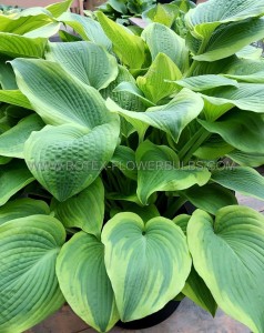 Hosta Hybrid ‘Climax‘ I (25 p.Bag)