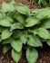 Hosta Hybrid Devon Green I 25 p.Bag