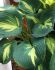 Hosta Hybrid Dream Queen I 250 p.Carton